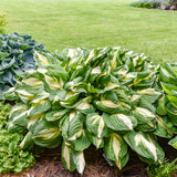 Hosta | Vulcan