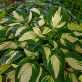 Hosta | Vulcan
