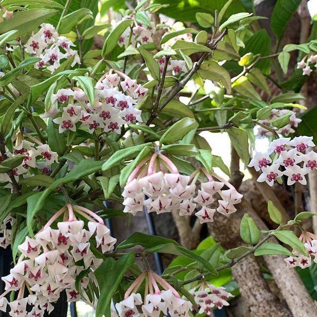 Hoya lanceolata Bella