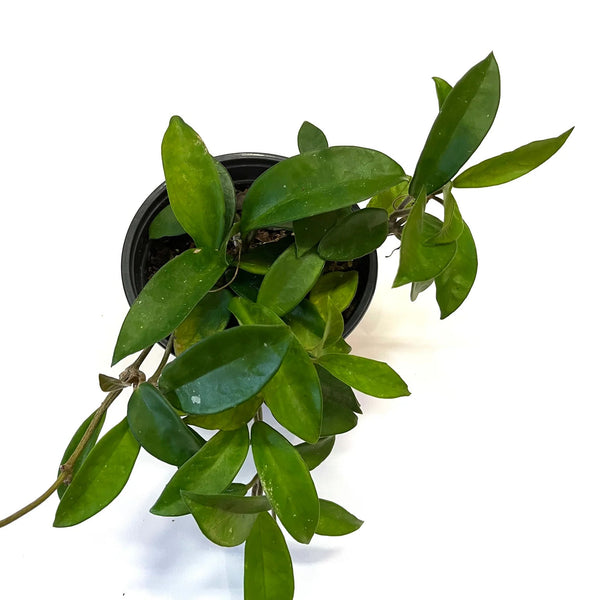 Hoya Carnosa