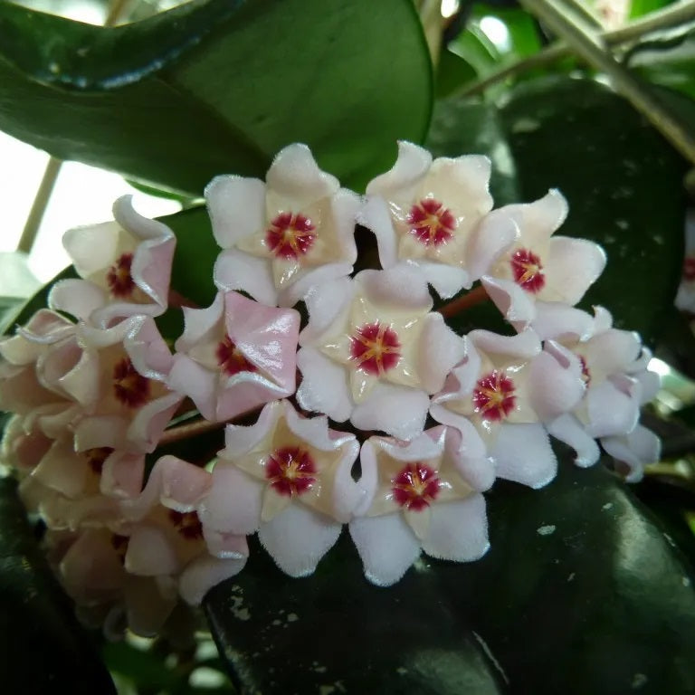 Hoya Crassifolia