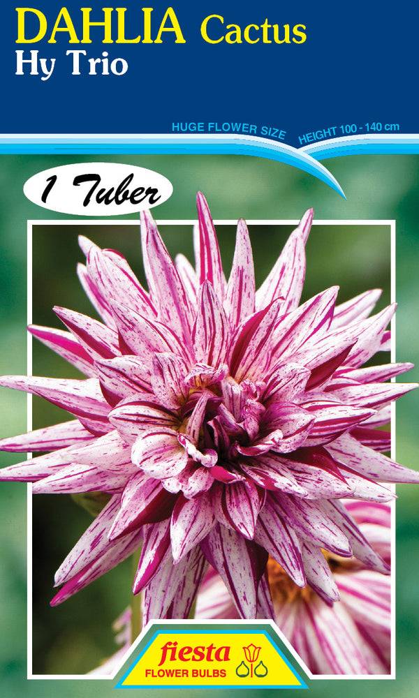 DAHLIA 'Hy Trio'