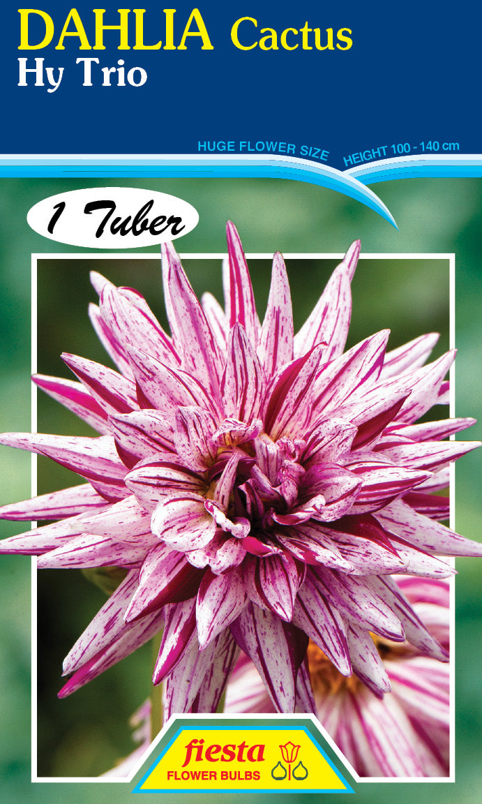 DAHLIA 'Hy Trio'