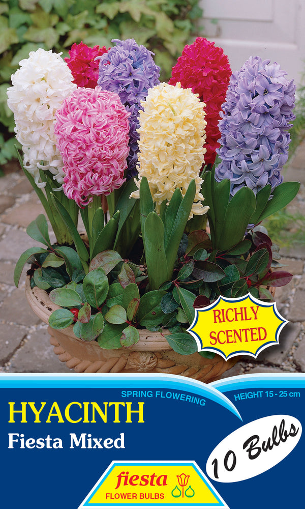 Hyacinth Mix 10 pack