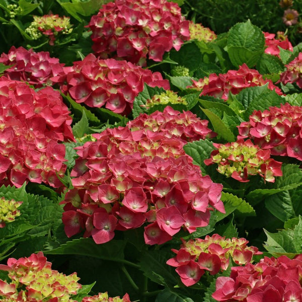 Hydrangea Leuchtfeuer