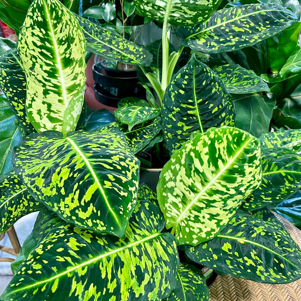 Diffenbachia Amoena Reflector 12cm