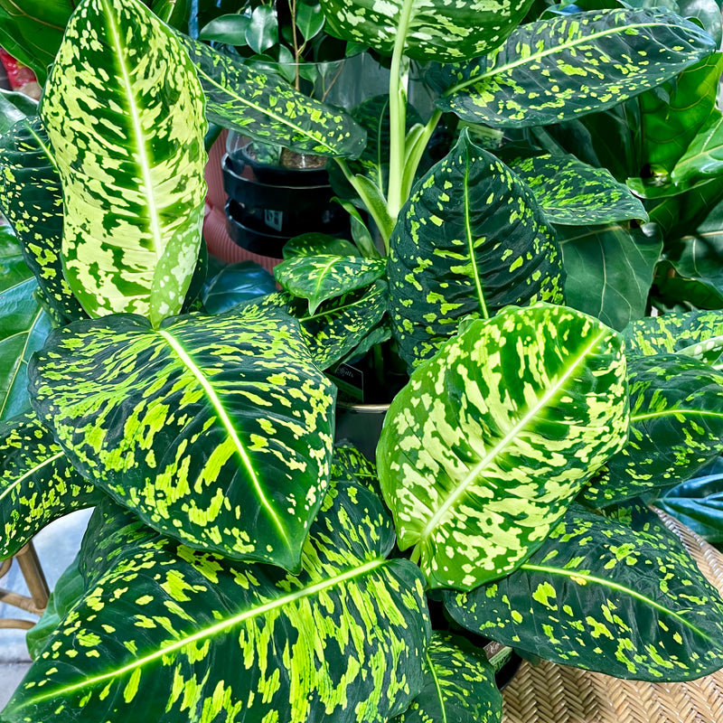 Diffenbachia Amoena 'Reflector'