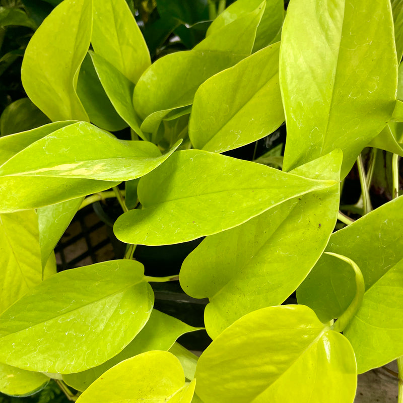 Epipremnum Goldon Pothos