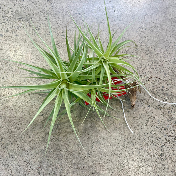 Tillandisa (Air Plant)