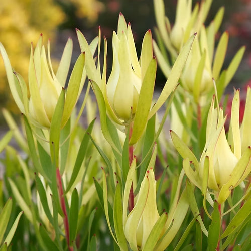 Leucadendron 'Inca Gold'