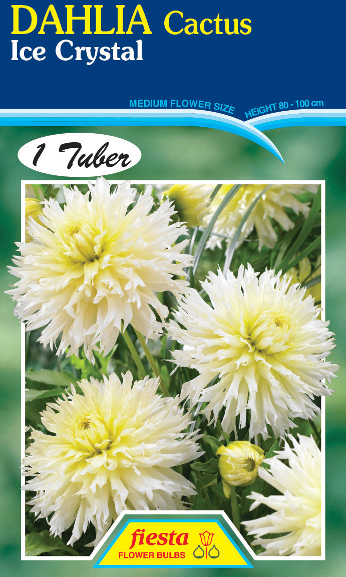 DAHLIA 'Ice Crystal'