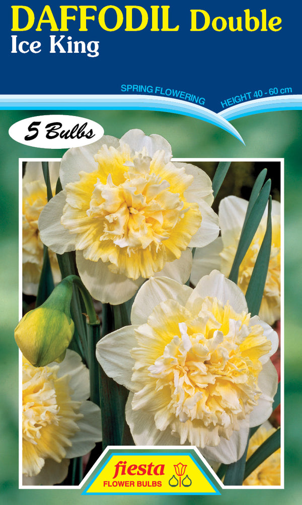 Daffodil Double Ice King