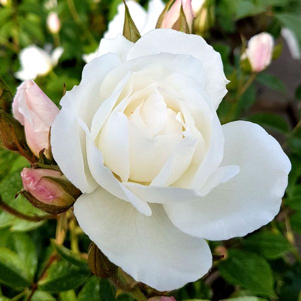 Climbing Rose Iceberg