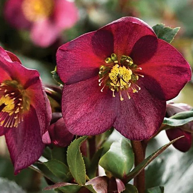 Helleborus Ice n Roses Red
