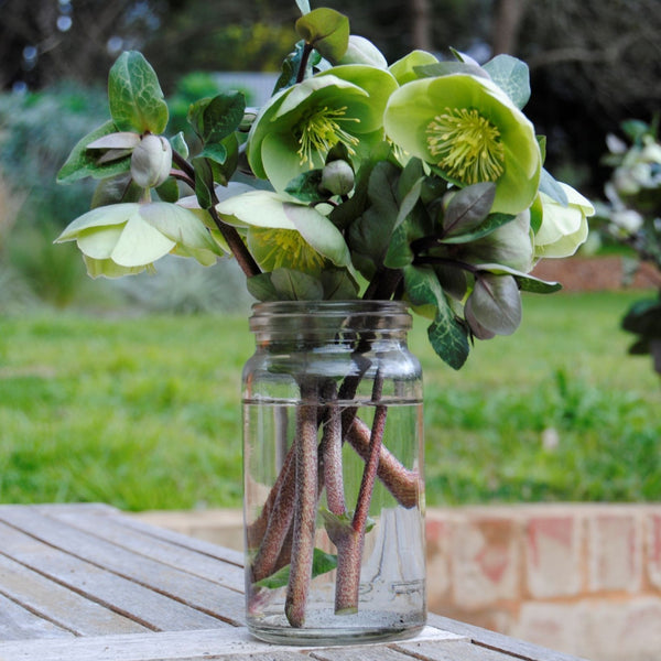 Helleborus Illumi Lime