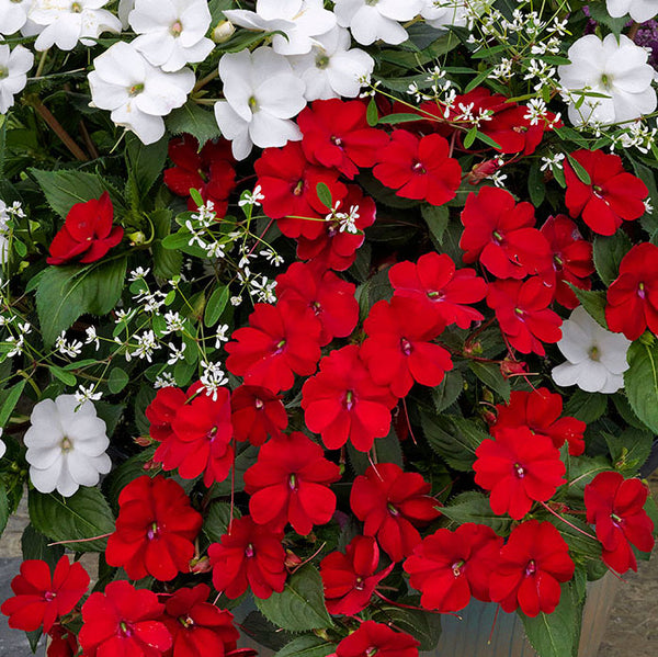 Sun Patiens | Impatiens