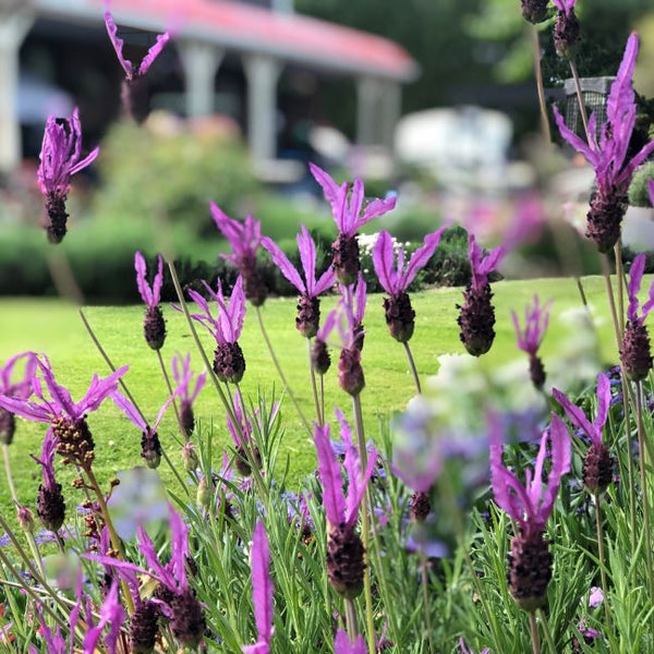 Lavender - James Compton