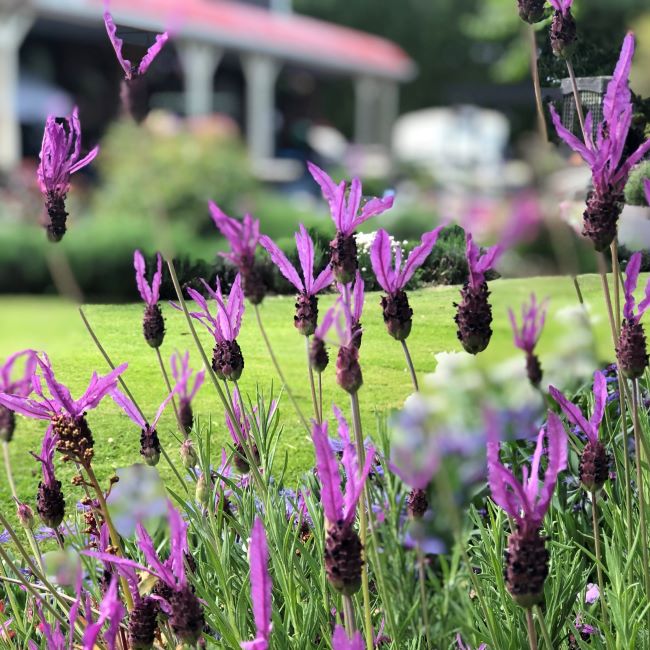 Lavender - James Compton