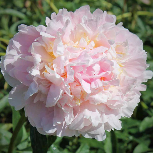 Peony - James Pillow