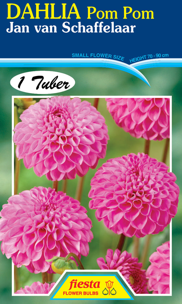 DAHLIA 'Jan Van Schaffelaar'