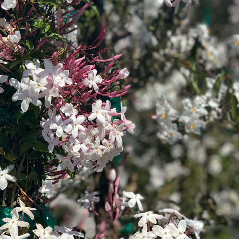 Jasminum polyanthum