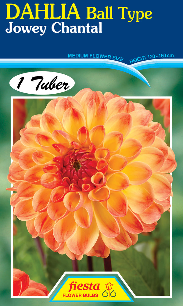 DAHLIA 'Jowey Chantal'