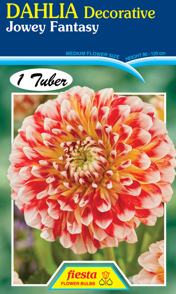 DAHLIA 'Jowey Fantasy'