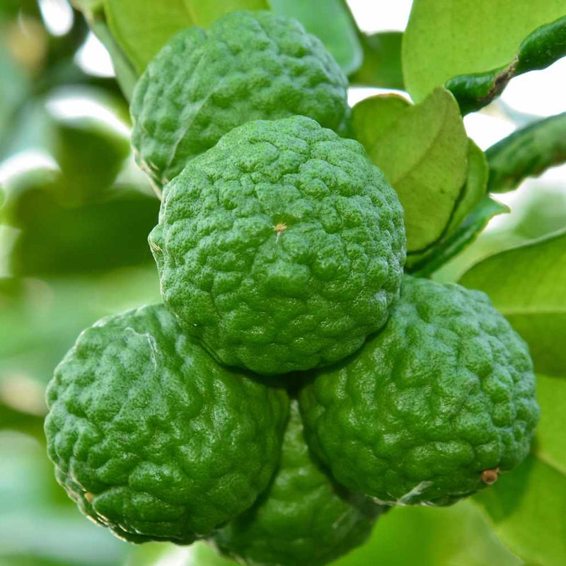 Dwarf Kaffir Lime
