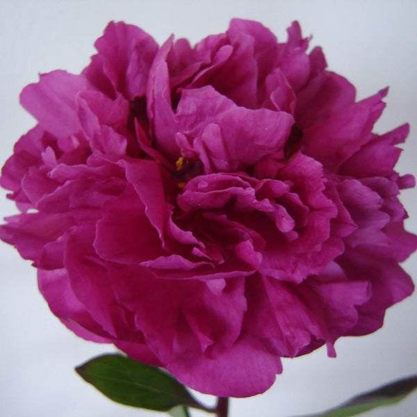 Peony - Kansas
