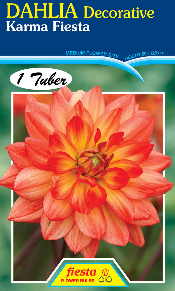 DAHLIA 'Karma Fiesta'