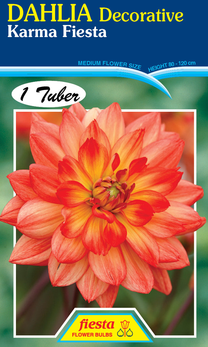 DAHLIA 'Karma Fiesta'