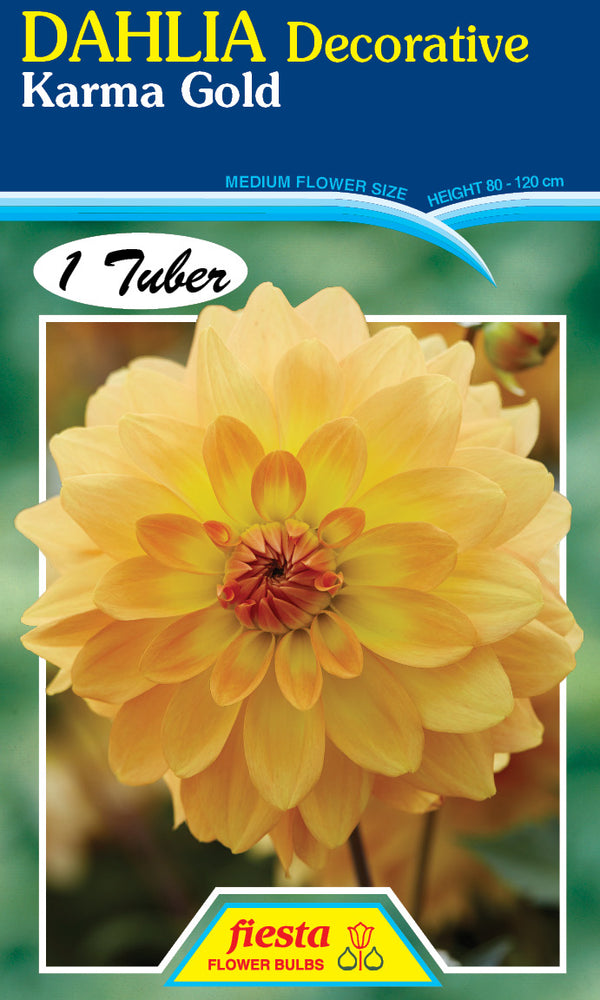 DAHLIA 'Karma Gold'