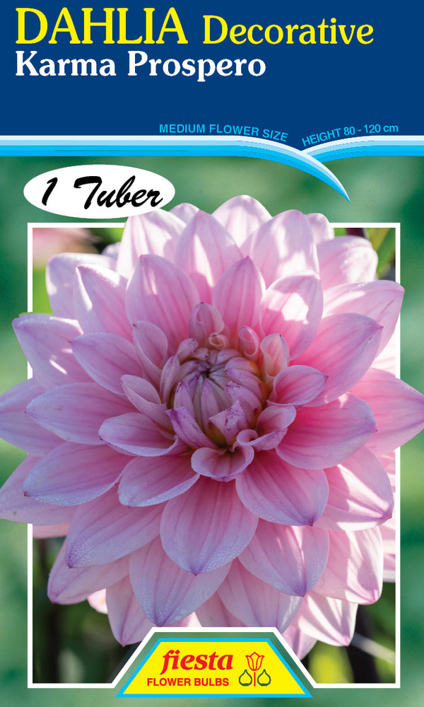 DAHLIA 'Karma Prospero'