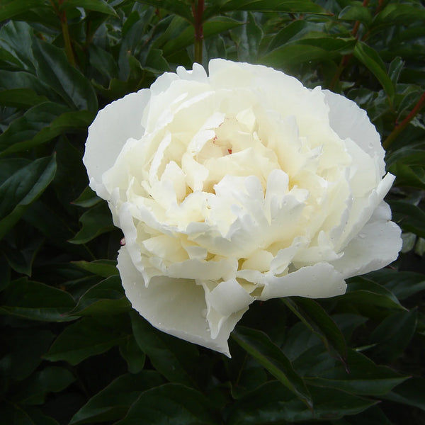 Peony - Kelway's Glorious