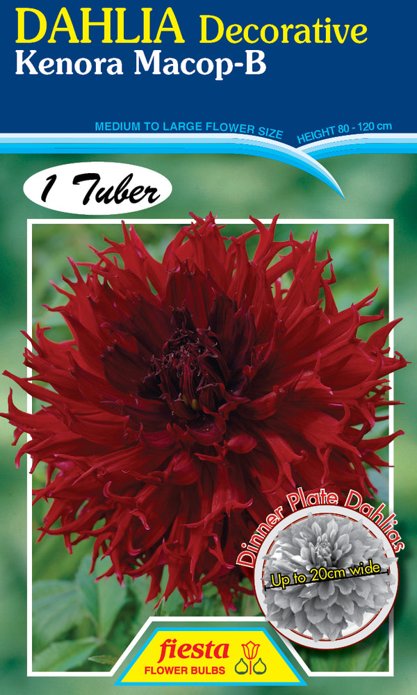 DAHLIA 'Kenora Macop-B'