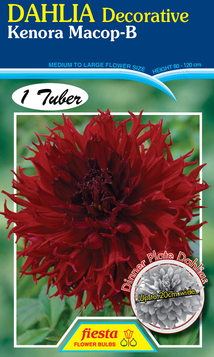 DAHLIA 'Kenora Macop-B'