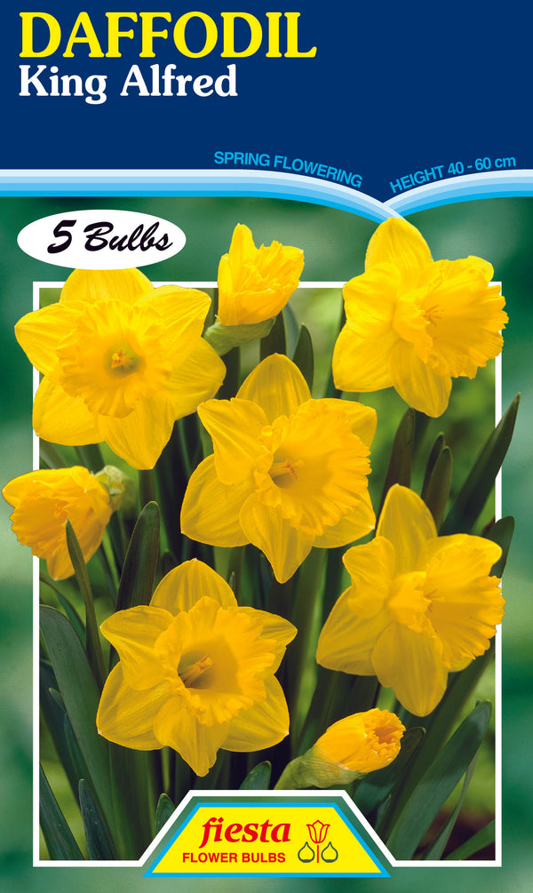 Daffodil King Alfred