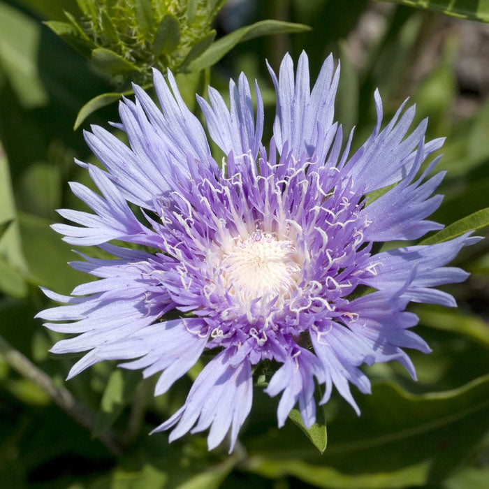 Stokesia 'Klaus Jelitto'