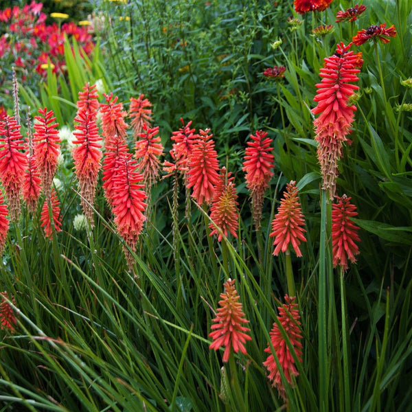 Kniphofia Dwarf Scarlet