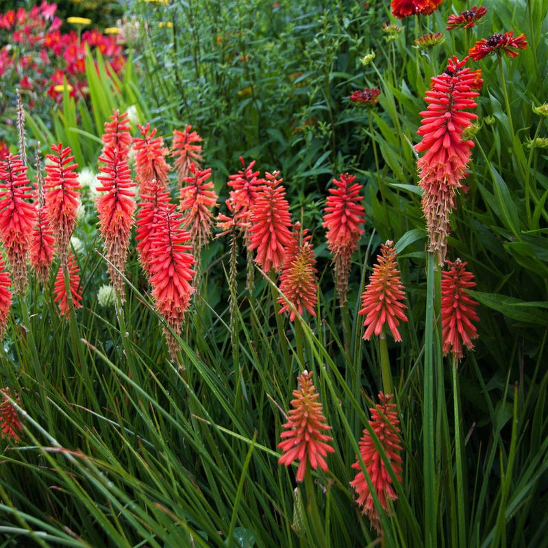 Kniphofia Dwarf Scarlet