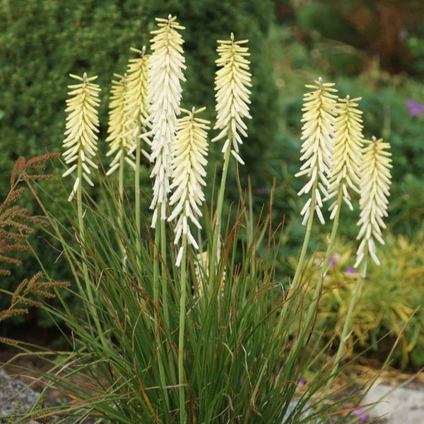 Kniphofia Little Maid