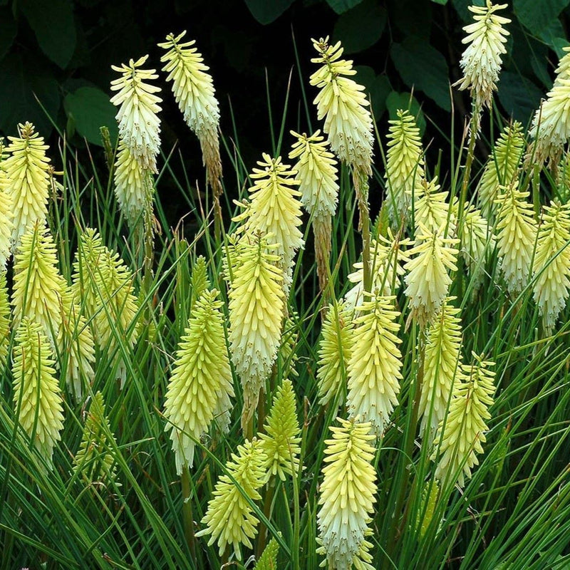 Kniphofia Pineapple Popsicle