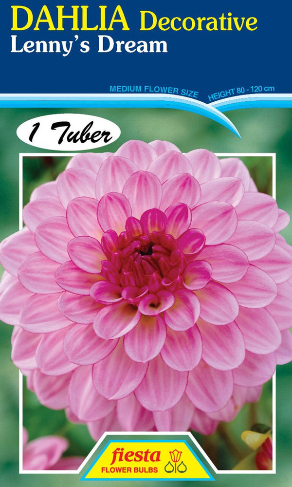 DAHLIA 'Lenny's Dream'