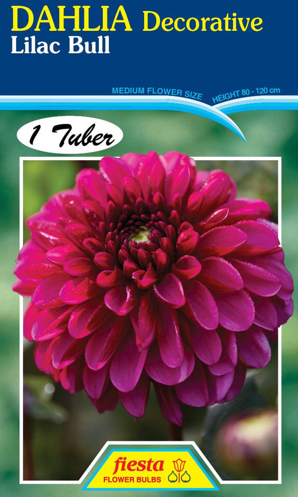 DAHLIA 'Lilac Bull'