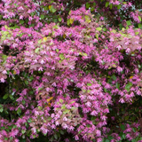 Lorapetalum | China Pink