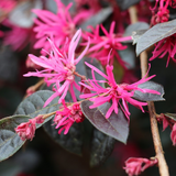 Lorapetalum | China Pink