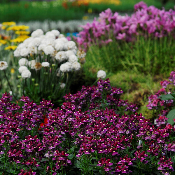 Nemesia 'Bordeaux' 9cm