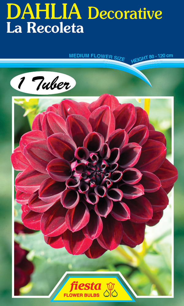 DAHLIA 'La Recoleta'