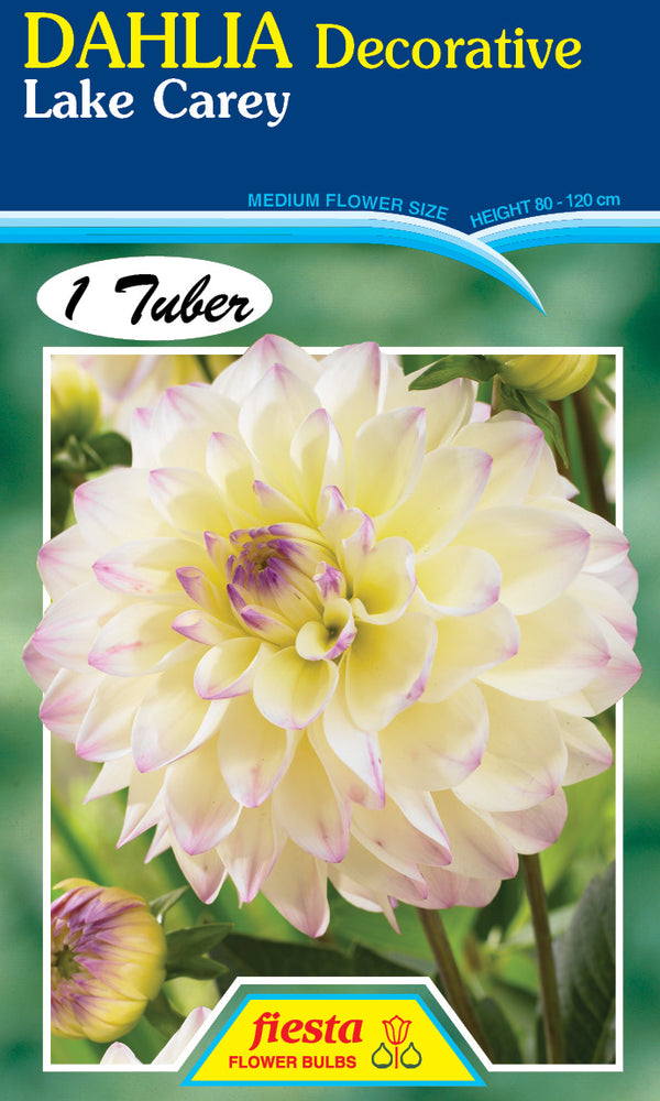 DAHLIA 'Lake Carey'