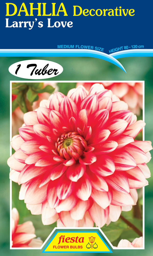 DAHLIA 'Larry's Love'